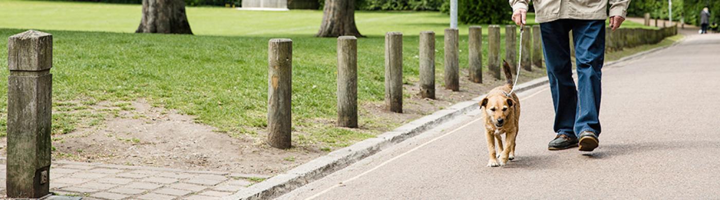 A person walking a dog in a park